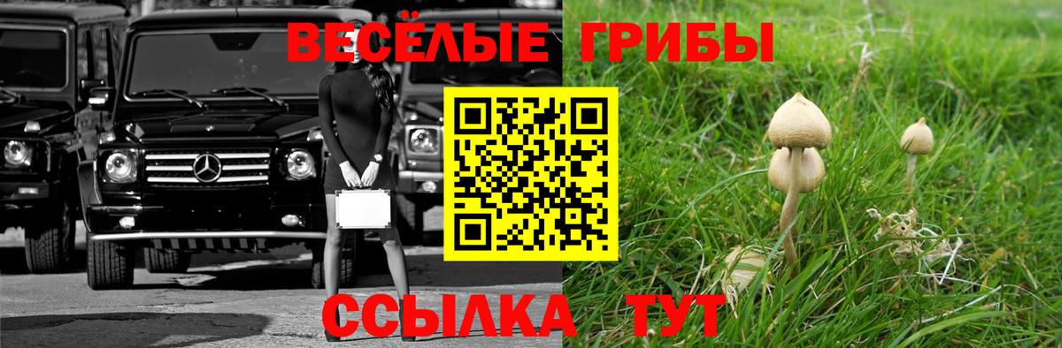 Долгопрудный  Галлюциногенные грибы Psilocybe  Вход с VPN  Галлюциногенные грибы мухоморы 